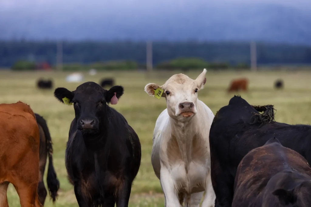 ganadería en porzuna (ciudad real)